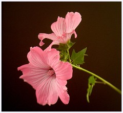 024 June and July in Cambridgeshire  Toft Workshop using a Lens Baby