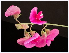 025 June and July in Cambridgeshire  Toft Workshop - Focus Stacking