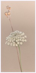 026 June and July in Cambridgeshire  Toft Workshop - Focus Stacking