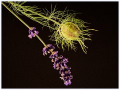 027 June and July in Cambridgeshire  Toft Workshop - Focus Stacking