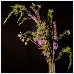 028 June and July in Cambridgeshire  Toft Workshop - Focus Stacking