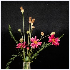 029 June and July in Cambridgeshire  Toft Workshop - Focus Stacking