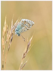 030 June and July in Cambridgeshire  Therfield - Chalk Hill Blue Butterfly