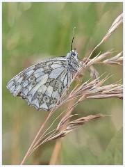 031 June and July in Cambridgeshire  Therfield - Marble White Butterfly