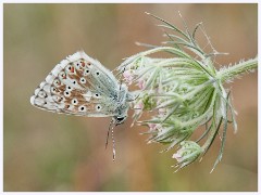032 June and July in Cambridgeshire  Therfield -Chalk Hill Blue Butterfly