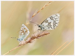 034 June and July in Cambridgeshire  Therfield -Chalk Hill Blue Butterfly and Marble White
