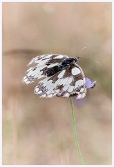 035 June and July in Cambridgeshire  Therfield - Marble White Butterfly