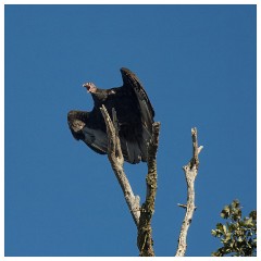004 California  Effie Yeaw Nature Centre - Turkey Vulture