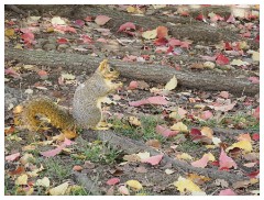 019 California  Folsom Willow Creek - Squirrel