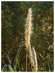 020 California  Folsom Willow Creek grass