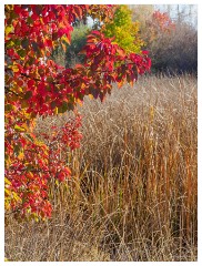 025 California  Folsom Willow Creek - Autumn Colour