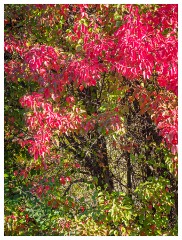 028 California  Folsom Willow Creek - Autumn Colour