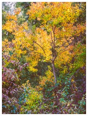 030 California  Folsom Willow Creek - Autumn Colour
