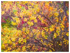 031 California  Folsom Willow Creek - Autumn Colour