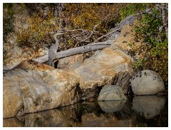 048 California  Emerald Pools, Yuba River with Heron