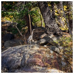 050 California  Emerald Pools, Yuba River and Heron