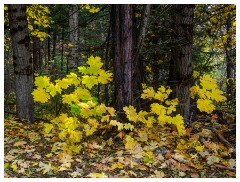 052 California  Emerald Pools, Yuba River Autumn Colours