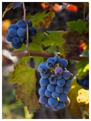 075 California  Berghold Winery, Lodi