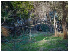 079 California  Folsom Lake - Deer