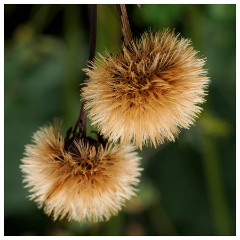 002 Cambridge Botanical Garden's  Seedheads