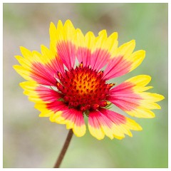 003 Cambridge Botanical Garden's  Gaillardia