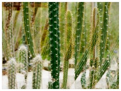 004 Cambridge Botanical Garden's  Cactus in the Greenhouse
