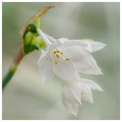 006 Cambridge Botanical Garden's  Misty white