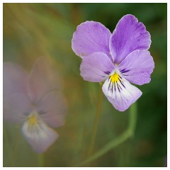 007 Cambridge Botanical Garden's  Pansy