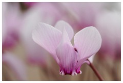 008 Cambridge Botanical Garden's  Cyclamen