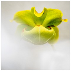 009 Cambridge Botanical Garden's  Orchid
