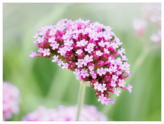 010 Cambridge Botanical Garden's  Verbena