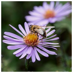 011 Cambridge Botanical Garden's  Daisy and Bee