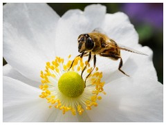 012 Cambridge Botanical Garden's  Bee on Japanese Anemone