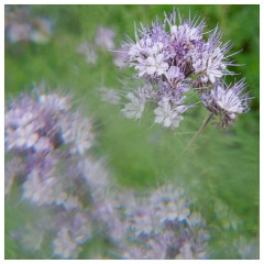 014 Cambridge Botanical Garden's  Wild Life Garden from a bee mix of Seeds