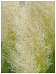020 Cambridge Botanical Garden's  Pampas Grass Double Exposure