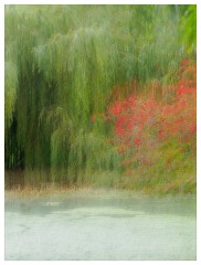 021 Cambridge Botanical Garden's  The Lake ICM