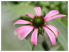 022 Cambridge Botanical Garden's  Echinacea