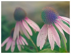 023 Cambridge Botanical Garden's  Echinacea
