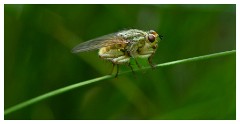 103 Dorset   May and June 2023  Hooke Park - Yellow Dung Fly