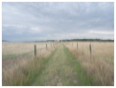 008 Ipswich  Fields of Wheat