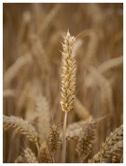 010 Ipswich  Wheat