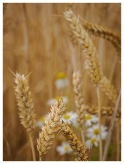 011 Ipswich  Field of Wheat