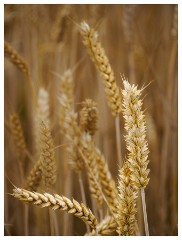 013 Ipswich  Wheat