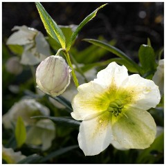 002 Maddingley Hall  Christmas Rose
