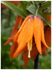003 Maddingley Hall  Crown Imperial Lilly