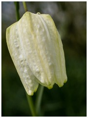019 Maddingley Hall  Fritillaria