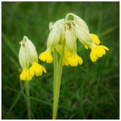 027 Maddingley Hall  Cowslip