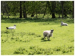 028 Maddingley Hall  Sheep at Maddingley
