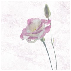 007 Pastel Workshop  Japanese Rose