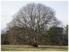 004 RSPB Sandy